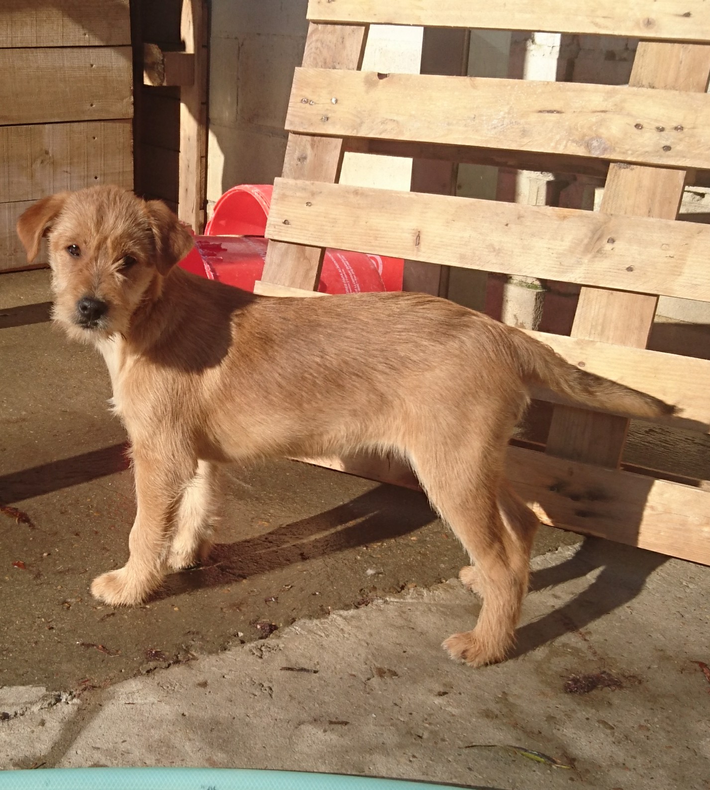 miembro Susurro Hazlo pesado Desde el ayuntamiento de Astorga os invitan a pasar un rato en la perrera  municipal y a adoptar un perro – Noticias Astorga